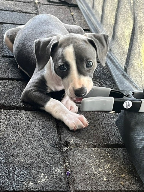 Dutchess