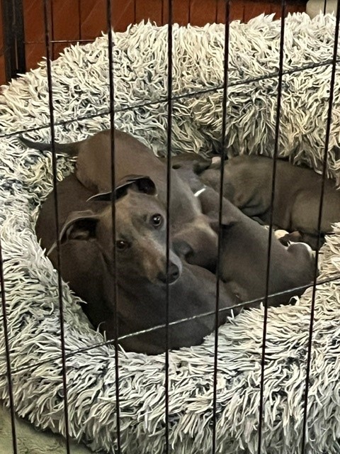 Gina