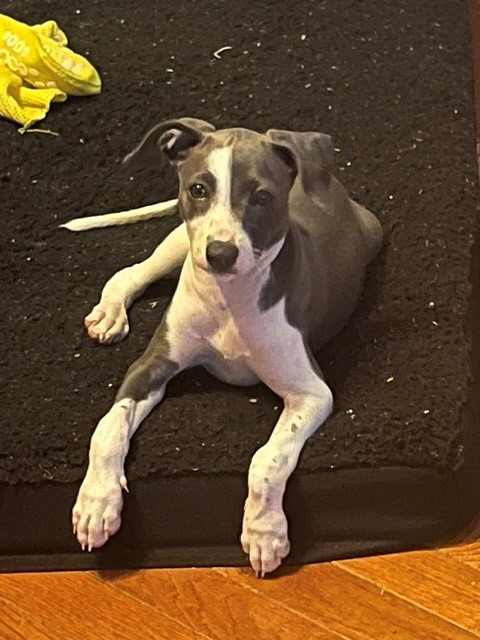 Dutchess